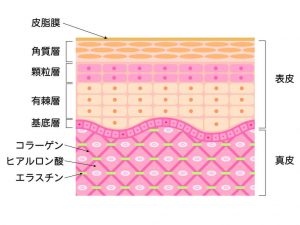 コラーゲン スプリング機能イラスト