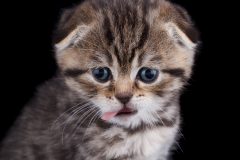 猫っ毛や細毛は薄毛になりやすい?!髪質と薄毛は関係あるの?