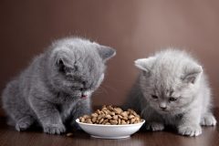 子猫のエサの与え方を知ろう!キャットフードはいつから与える?