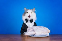 キャットフードは肉か魚どっちがいい?チキンが原材料のものがいいって本当?