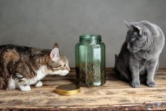 キャットフードの正しい保管方法とは?おすすめの保存容器をご紹介!