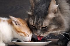 猫にキャットフードを与える量は?年齢別の必要な摂取カロリーと計算方法