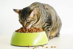 猫のキャットフードを入れる餌皿の選び方とは?おすすめのエサ入れを紹介!