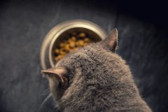安全なキャットフードとは?猫によくない成分、添加物、防腐剤まとめ