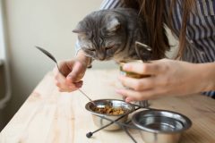 キャットフードのふやかし方は?いつまでふやかせばいい?