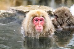 留学先でも困らない!!日本を英語で紹介するためのフレーズ・英単語まとめ