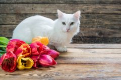 ボッシュ「ザナベレ」キャットフードの成分は?評判はどうなの?
