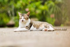 「クプレラ」の成分と価格は?評判はどうなの?