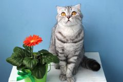 素材にこだわったキャットフード「ナウフレッシュ」の成分と評判は?