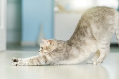 猫の健康を考えたキャットフード「セレクトバランス」の価格と評判は?