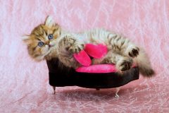 「モンプチ」のキャットフードの成分や価格は?口コミはどうなの?