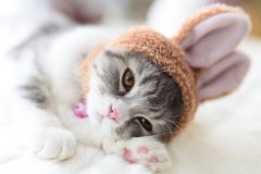 「たまのカリカリねこまんま」の特徴と口コミは?