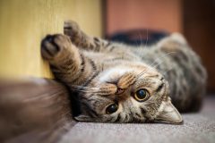 「ねこ元気」の種類と価格は?評判はどうなの?