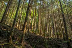 山林地経営をする時に気をつけたいポイント総まとめ