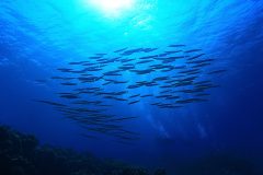 DHA(ドコサヘキサエン酸)の効果|脳や血液の健康に注目される成分は効果なし!?