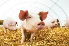 ビタミンB1を摂取できる食品や人気のサプリを紹介!ビタミンB1の効果・効能は?