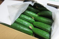 きゅうりレシピを紹介!寒い時期に食べても体を冷やさない?