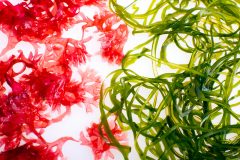 ヨウ素(ヨード)の効果・効能は?特徴や摂取できる食品も紹介!