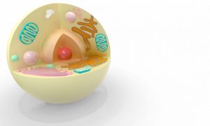卵子にミトコンドリアがいる様子