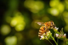 プロポリスの効果・効能や副作用は?おすすめサプリやのど飴を徹底特集
